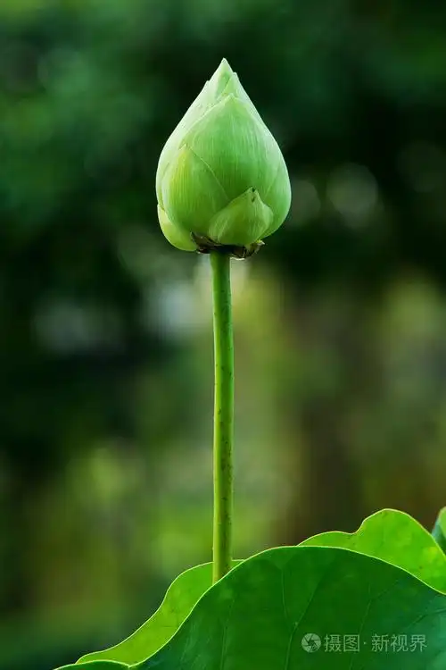 绿色莲花芬芳和叶上背景孤立