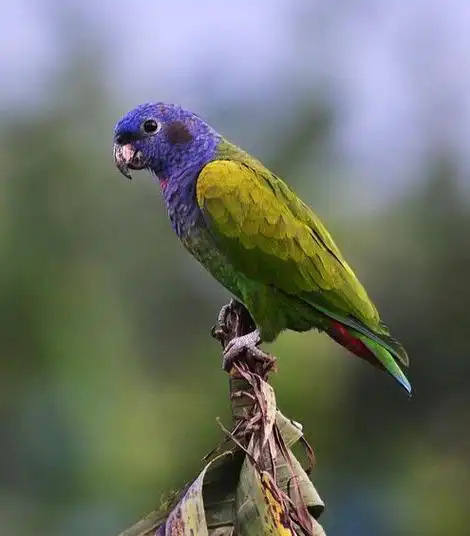 p>蓝头鹦哥(学名: i>pionus menstruus /i>)是 a href="#">鹦鹉科 /a