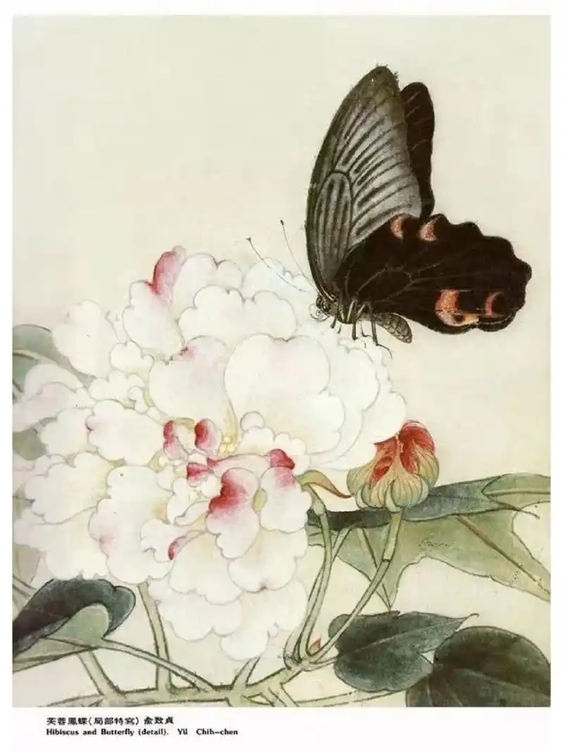 工笔画步骤分享(蝴蝶画法二) ▲腹部画法:蝴蝶腹部上下颜色不同,腹