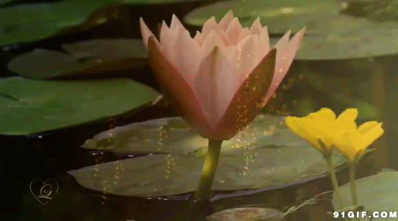 荷花慢慢开放动态图