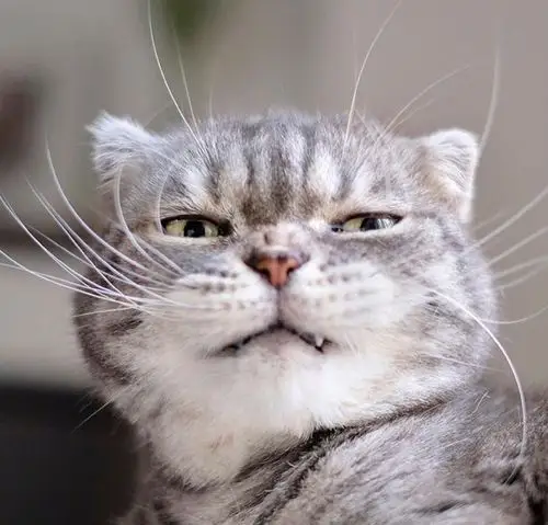 猫咪头像图片 铲屎官头像图片