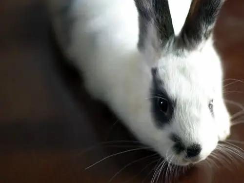 不用怀疑~我就是一只兔子