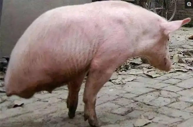没想到,长大后,这条猪坚强的利用它仅有的两条腿走路