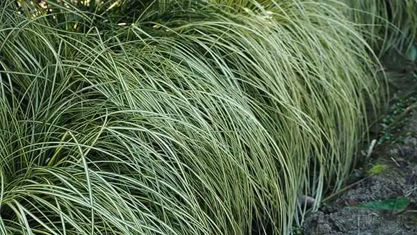 花境热了苔草火了徐铭你们认识了吗