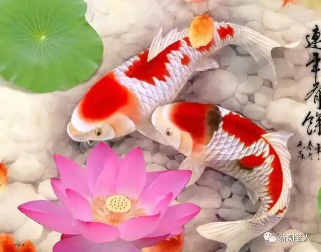 太太太漂亮了,一整年的好运气全部送给你!