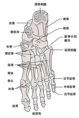 助你赶走产后耻骨痛广告〔专业祛除〕-大脚趾骨突出广告