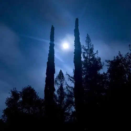 无人,方图,室外,夜晚,仰视,美景,松树,美国,景观,月亮,满月,月光,树