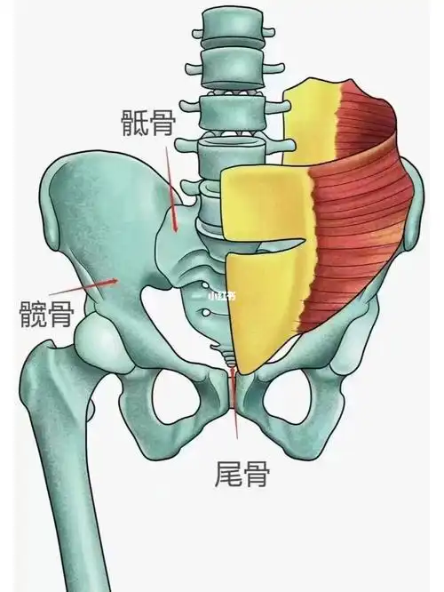 而是由左右两髋骨,后方的骶骨和脊柱最低的骨——尾骨多块骨骼组成,它