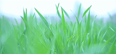 长白山不仅山秀,植物也美不胜收