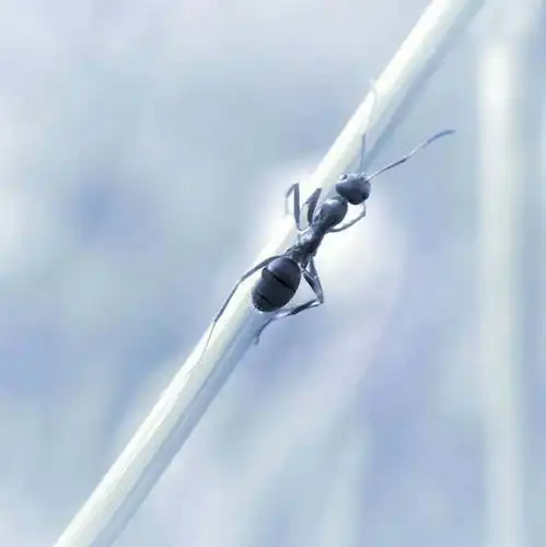 一只蚂蚁的写真