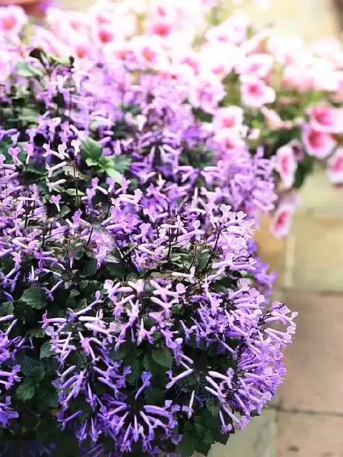 9,前所未有·小清新·特丽莎香茶菜,梦幻紫色61耐热·花开不断.