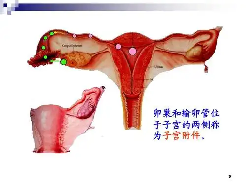 人体解剖学-女性生殖系统ppt