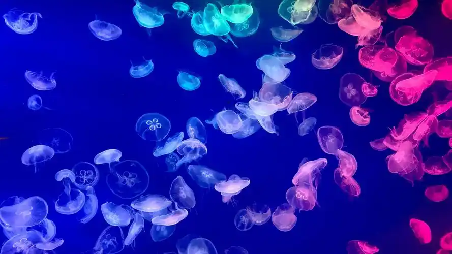 电脑背景图(超好看的全屏壁纸) | 苟探长