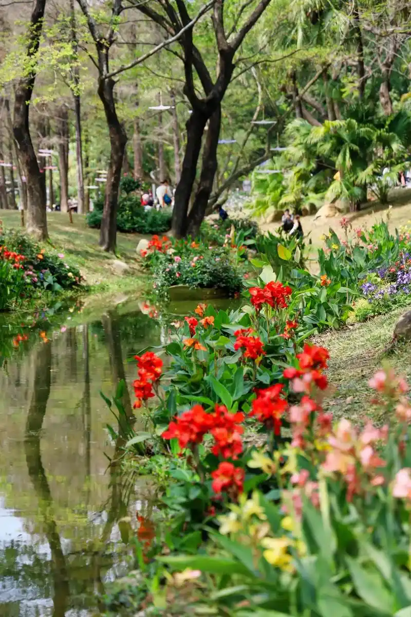 人民公园月季花展美如画.真的被深圳的春天浪漫到了…… - 抖音