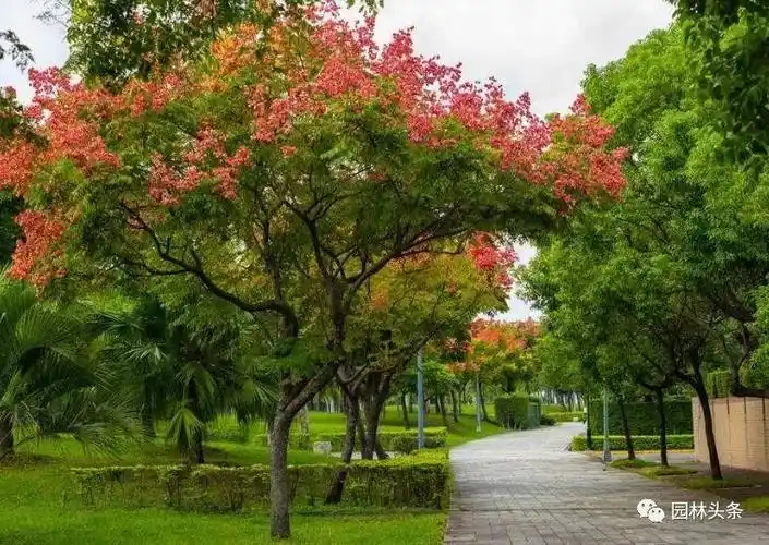 [分享]植物认知 | 行道树应用建议一二三