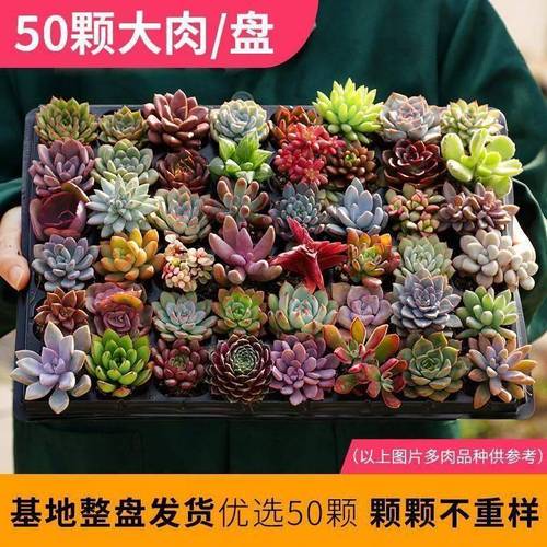 多肉 多肉植物 盆栽组合 豪华套餐桃蛋 黄丽 红宝石 绿植花卉园艺