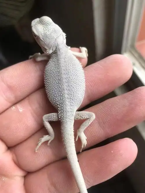 鬃狮蜥  #超白鬃狮蜥蜴