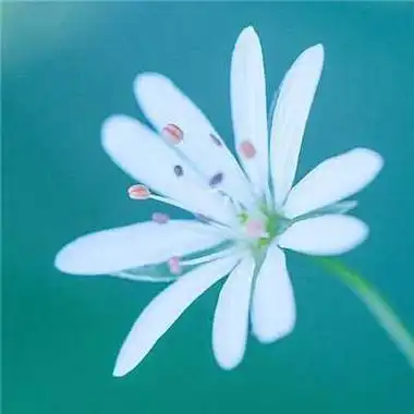 2021最美风景头像高清好看的2021最美微信风景图片