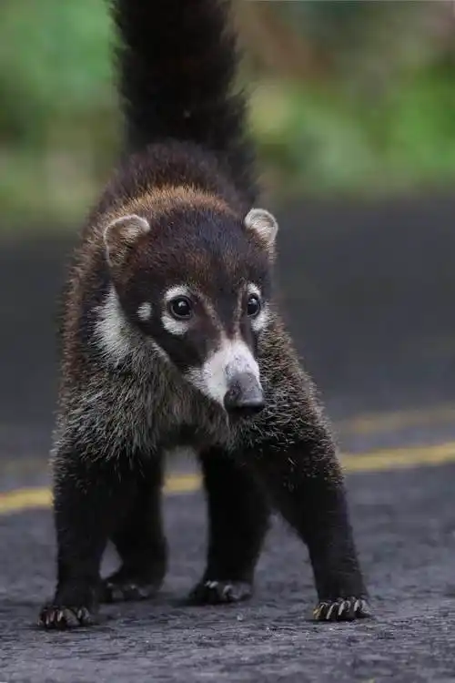 漂洋过海,相遇有缘(十一)——白鼻浣熊