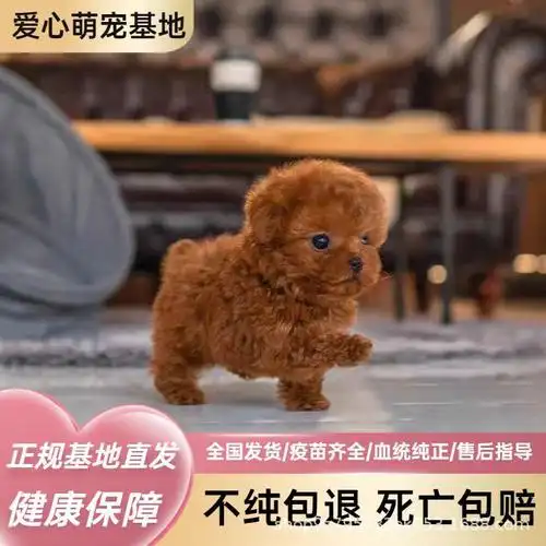 纯种泰迪幼犬活体爆红泰迪灰泰迪小型犬双血统宠物泰迪幼崽狗活物