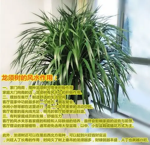 【带你一起了解龙血树】龙血树好处真不少,家里养一盆,好运长随!