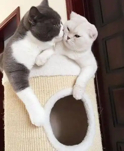 亲爱的,我爱你,亲一口.