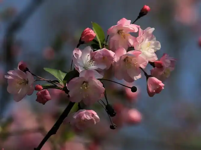 西子湖畔海棠花烂漫