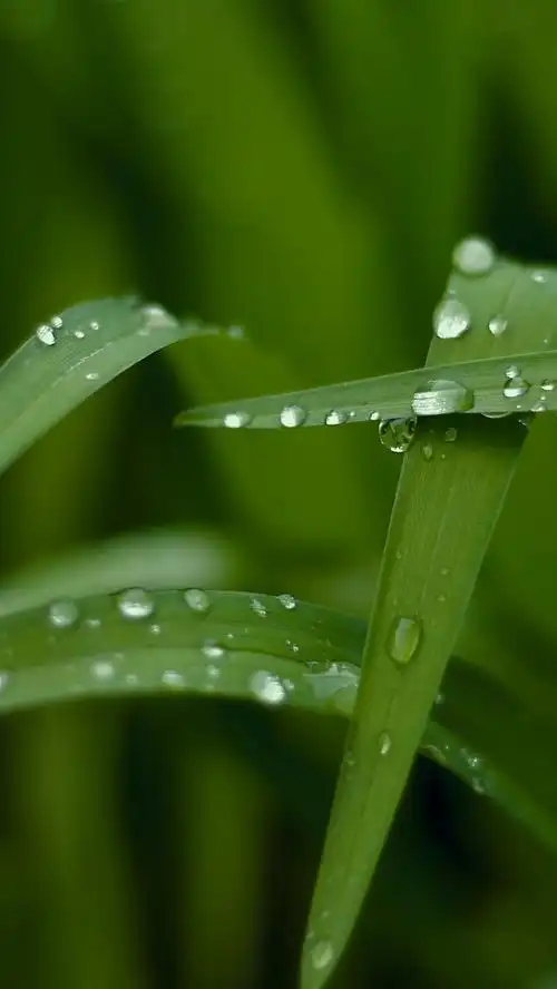 绿色护眼手机壁纸(二) - 资源共享 - 一加手机社区官方论坛