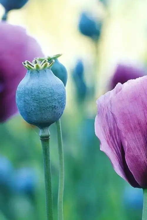 壁纸 罂粟花 1920x1200 hd 高清壁纸, 图片, 照片