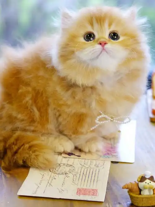 精品金橘拿破仑矮脚猫曼赤肯短腿猫