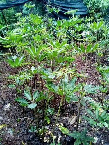 纯天然名贵药材重楼