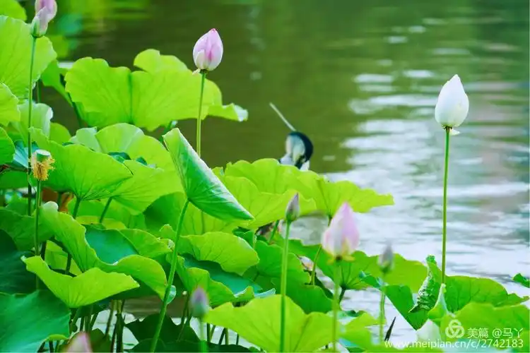 竹色溪下绿,荷花镜里香