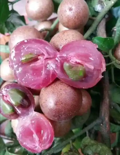 新品黄皮果紫肉黄皮紫皮黄皮苗产地货源