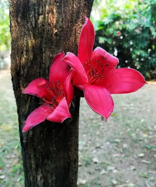 木棉花～摄影作品