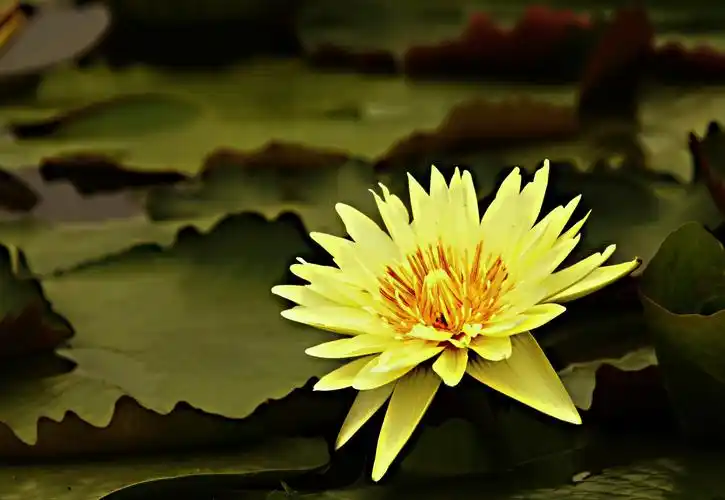 标题:《九品香莲》