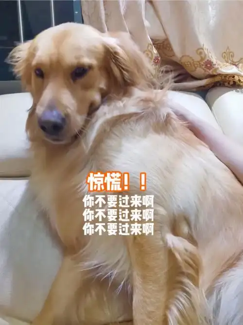 关于我的狗跟我摆烂只喜欢我老公的事