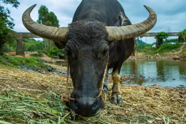 漂亮的大角水牛