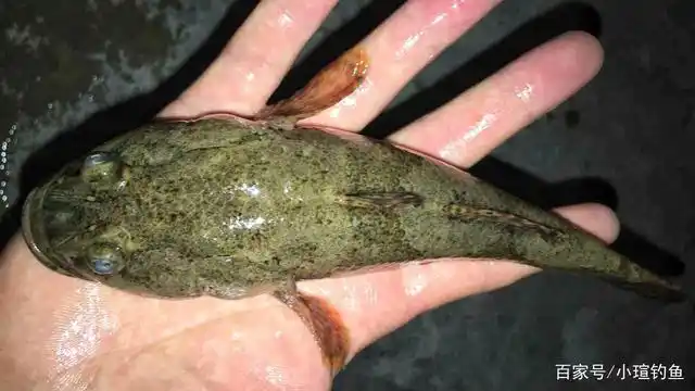 江西吉安的野河中发现稀有的塘鳢鱼,为何很少有人钓到它?