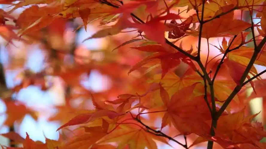 图集:分享秋天最美的枫叶壁纸,欢迎收藏!