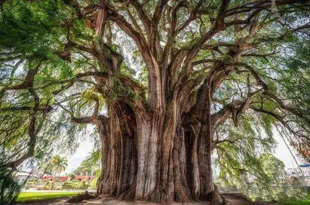 世界上最美十棵树:四棵在中国,价值无法估计,一棵为黄帝栽种!_地球