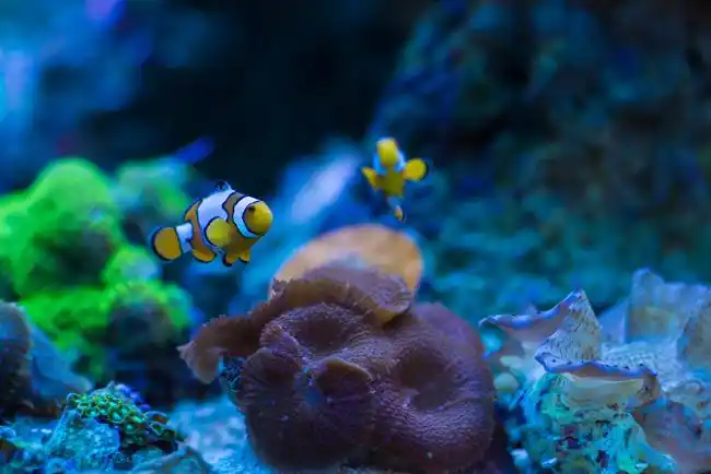 【观赏鱼图片】观赏鱼高清组图|观赏鱼图片大全