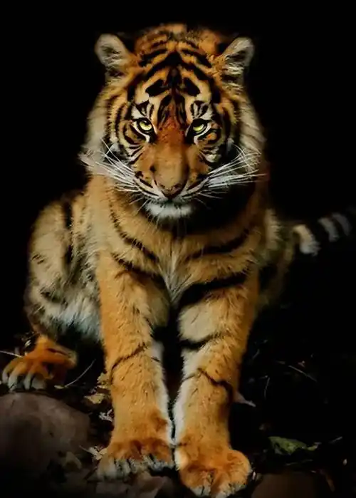 老虎拦下巡山护林员令护林员大吃一惊竟是为了救难产母虎