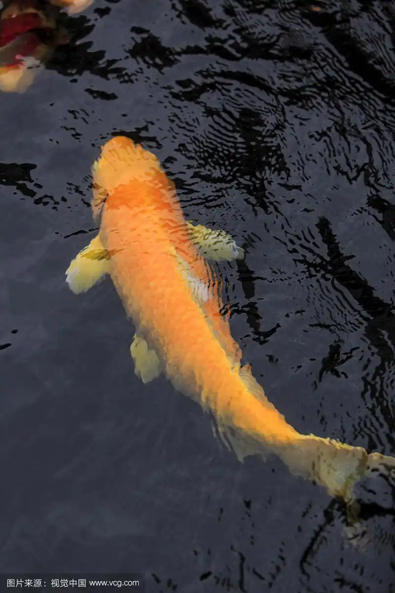 800_1200竖版 竖屏