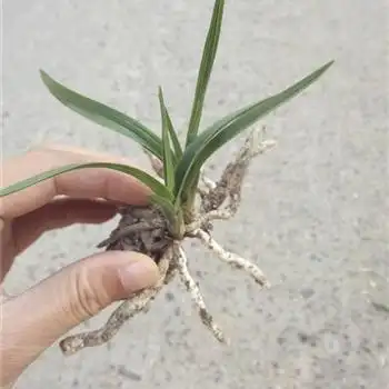 下山大龙根矮慧带木纹1