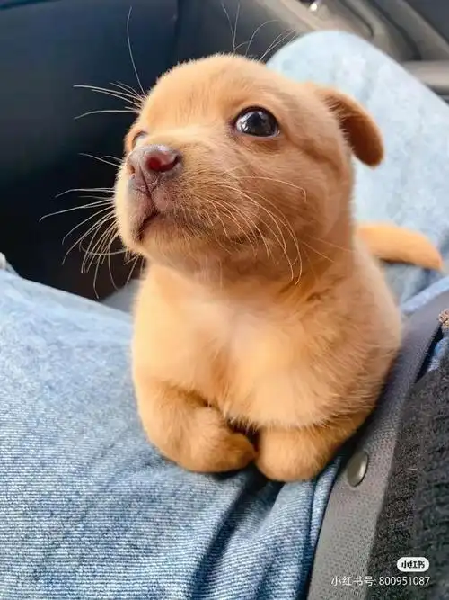 表情包里的网红小土狗长大了没想到现在的样子可爱加倍