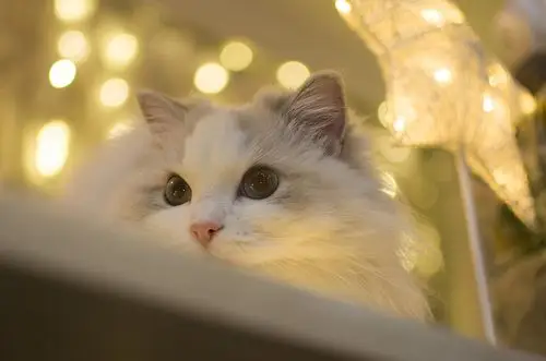 布偶猫米法圣诞节快乐