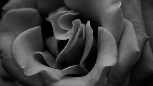 创意黑白花卉摄影高清桌面壁纸