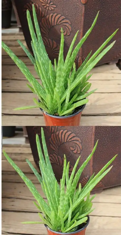 新 芦荟盆栽 中华芦荟 中国芦荟 芦荟盆栽 斑纹芦荟 盆栽 植物f3 芦荟