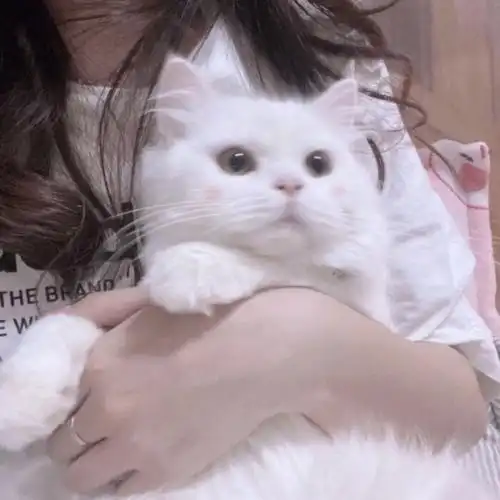 我自截自用的抱猫猫头像