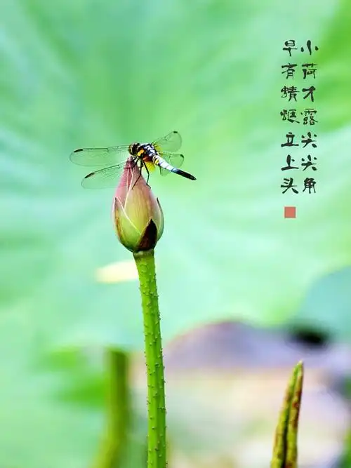 小荷才露尖尖角,早有蜻蜓立上头